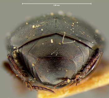 Media type: image;   Entomology 6943 Aspect: pygidium